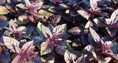 Basil herb: cultivation and care Growing basil in a greenhouse in winter