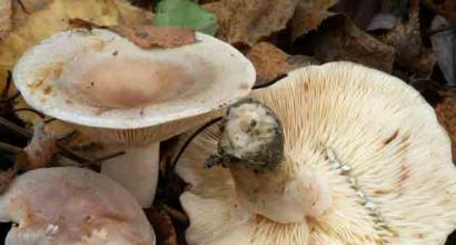 Swamp butterfly - Suillus flavidus