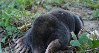 What do moles eat, what do they need from your garden?