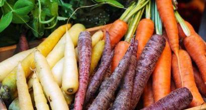 Carrots - description, benefits and properties