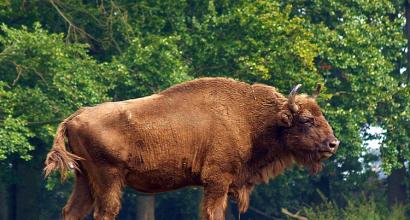 Animal message bison
