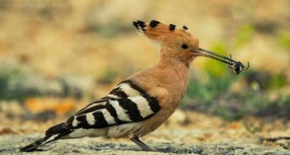 Dispersal of woody plant seeds