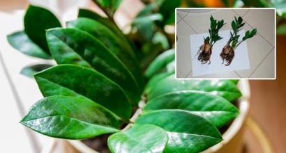 Problems and diseases of Zamioculcas (Dollar tree) and methods of treating the plant Why does Zamioculcas have thin stems