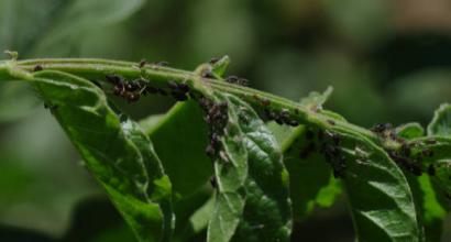 Powdery mildew control on plants: protection and treatment against powdery mildew A white coating appeared on mint leaves