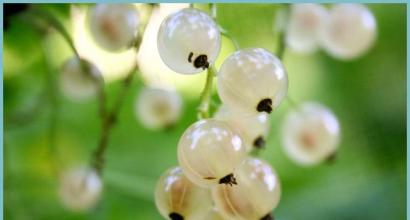 How to make white currant jam