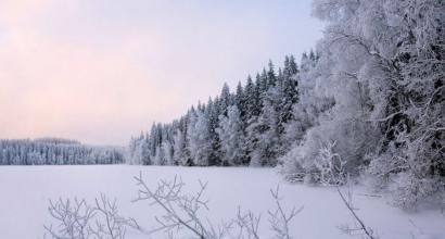 What did the winter forest tell us?