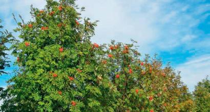 Рябина обыкновенная (Sorbus aucuparia L