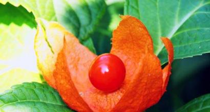 Physalis: either a berry or a vegetable