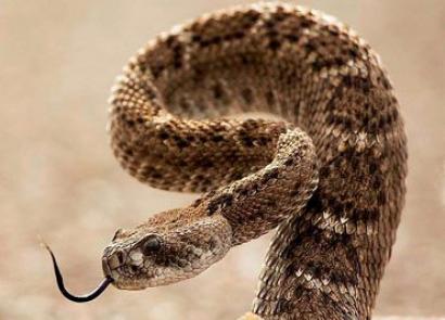 Що означає бачити уві сні змію, яка намагається вкусити: у ногу, руку, палець, шию, голову, стопу, спину?