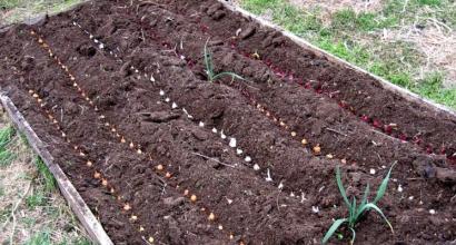 How to plant onions on a head in spring: preparation, planting, care Is it possible to plant sprouted onions