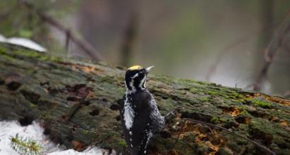 Genus: Picoides = Three-toed woodpeckers Three-toed birds
