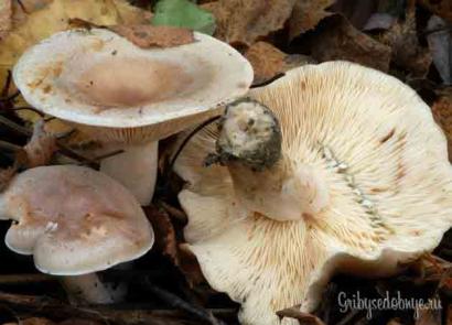 Маслёнок болотный - Suillus flavidus