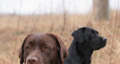 Little Known Facts About Labrador Retrievers