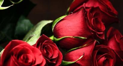 빨간 장미 꽃다발을 꿈꾸는 이유는 무엇입니까?