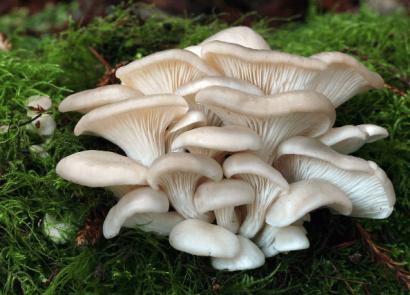 Recipe for oyster mushrooms for the winter in Korean with step by step photos