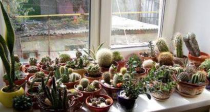 All methods of propagating home cacti