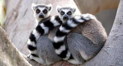 Animal world of Madagascar Island of Madagascar animal world