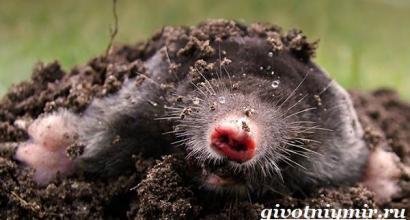 What do moles eat in the garden?