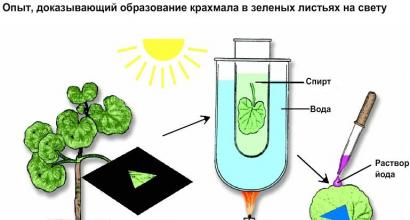 Процесс фотосинтеза у растений