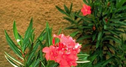 Oleander (floare): descriere, tipuri, plantare și îngrijire Oleander otrăvitor