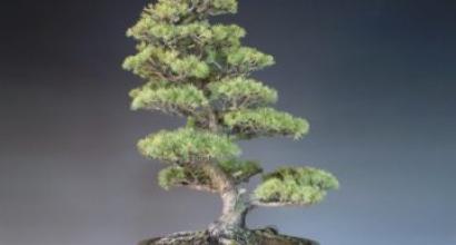 Ficusni qanday ildiz qilish kerak - qoidalar va foydali tavsiyalar Bonsai etishtirishda yuzaga kelishi mumkin bo'lgan muammolar