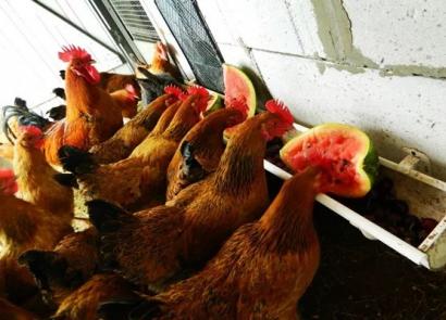 닭 모이통 만드는 방법 : 나무, 플라스틱 병 및 파이프의 그림, 치수, 예 집에 암탉을 낳기 위한 모이통