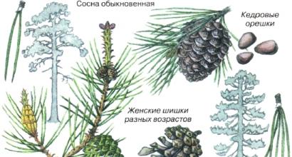 The value of conifers in nature and human life Phytoncides of coniferous trees