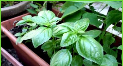 Basil: growing a favorite spice and an excellent healer from seeds Basil planting and care in a greenhouse