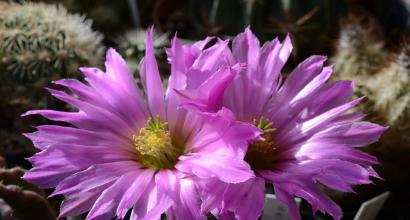 Echinocereus - beautiful stems, bright flowers