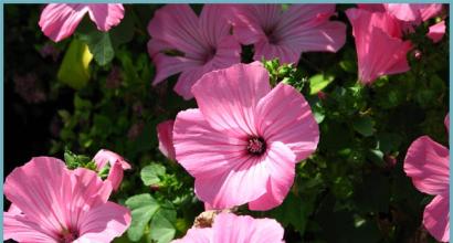 Proper fit and care for perennial lavater, photo Lavater yellow