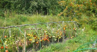 Features of growing tomatoes in open ground All about tomatoes in open ground