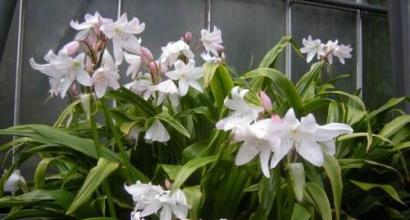 Crinum: rules for growing indoors